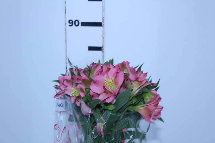 <h4>ALSTROEMERIA LIVORNO 080 CM</h4>