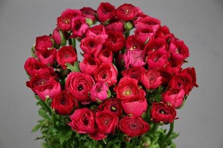 <h4>Ranunculus elegance cerise</h4>