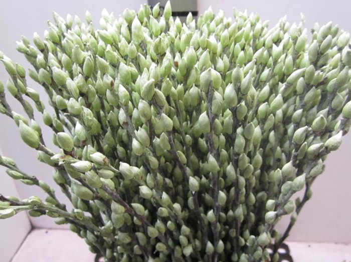 <h4>Salix Katje Groen L70</h4>
