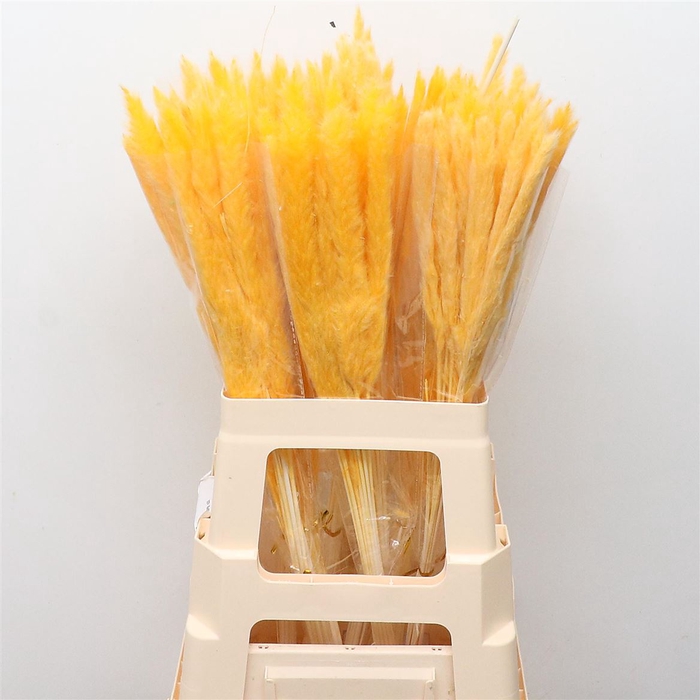 <h4>Dried Pampas Fluffy Light Yellow</h4>