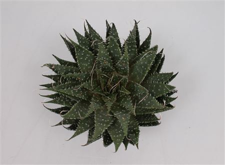 Aloe aristata cutflower