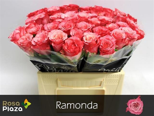 <h4>R GR RAMONDA</h4>