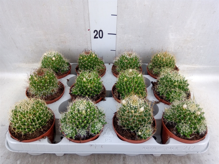 <h4>Cactus ...</h4>