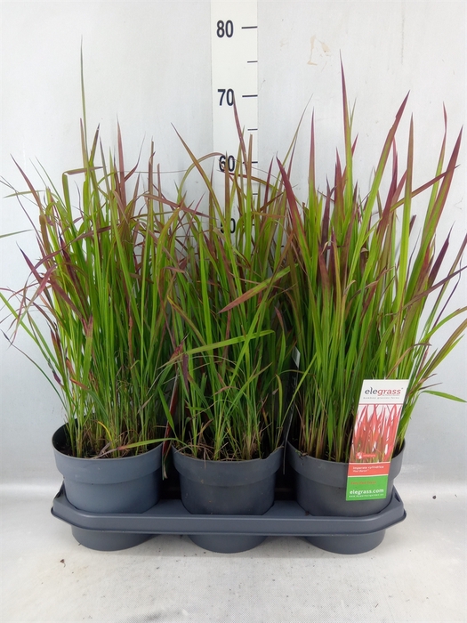 <h4>Imperata Cylindrica 'red Baron'</h4>