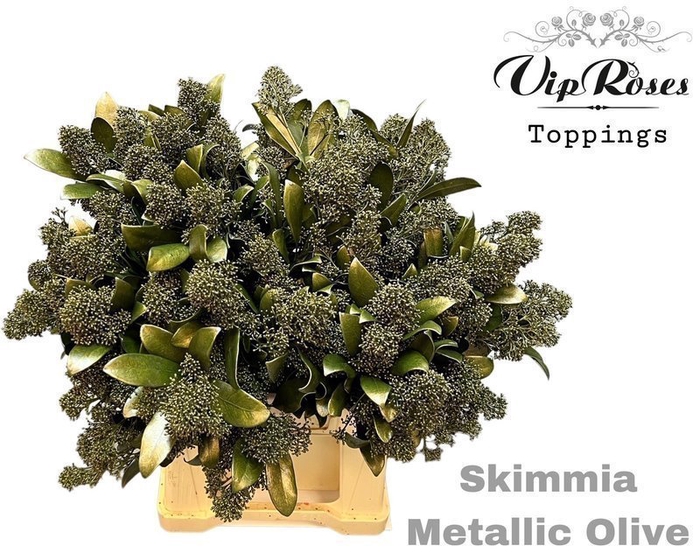 <h4>Skimmia paint olive green metallic</h4>