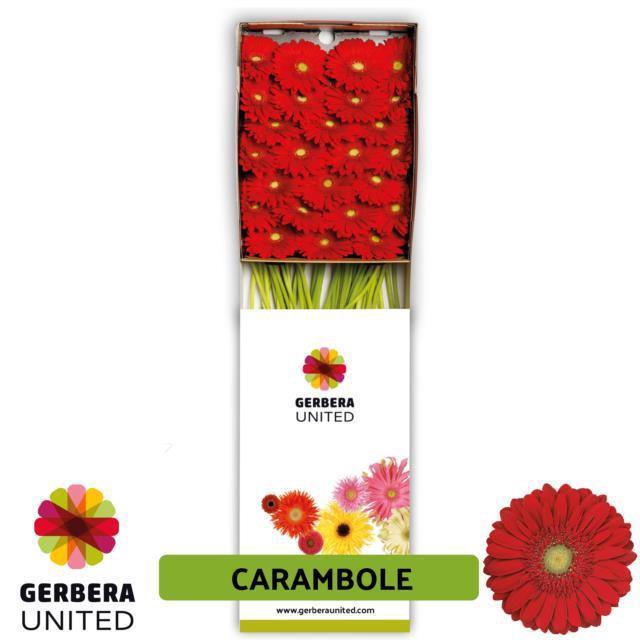 <h4>GE GR CARAMBOLE</h4>