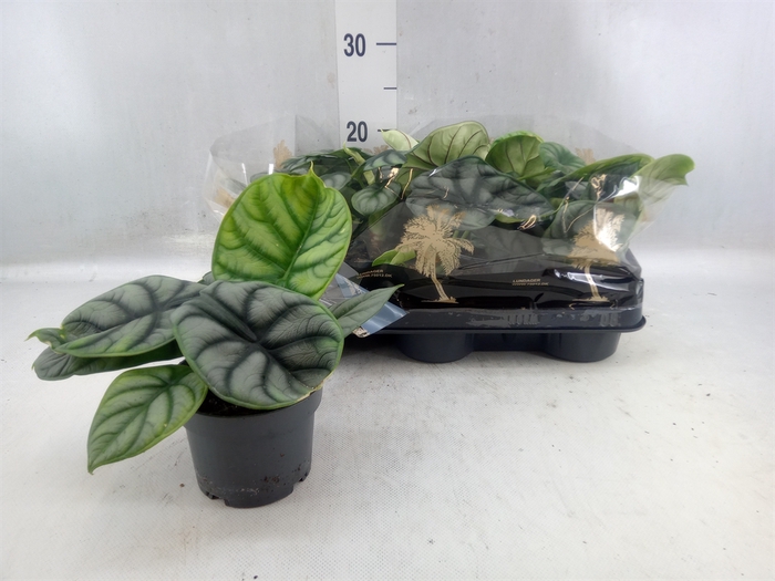 <h4>Alocasia   ...</h4>