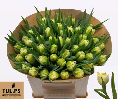 <h4>Tulipa do avant garde</h4>