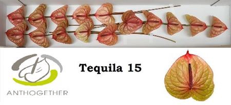 <h4>Anth A Tequila 15</h4>