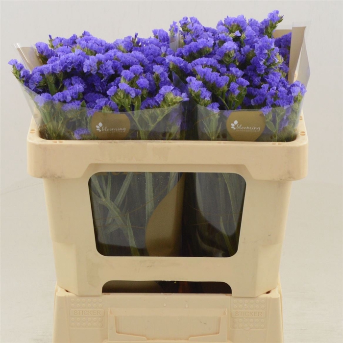 <h4>Statice Fran Violet</h4>