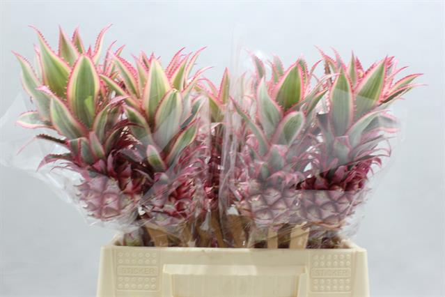 <h4>ANANAS OV</h4>