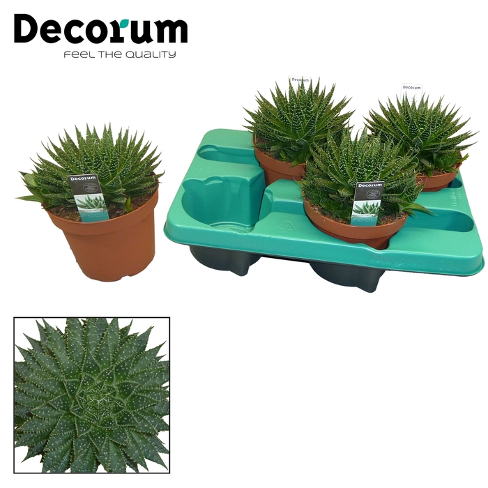 <h4>Aloe aristata (Decorum)</h4>