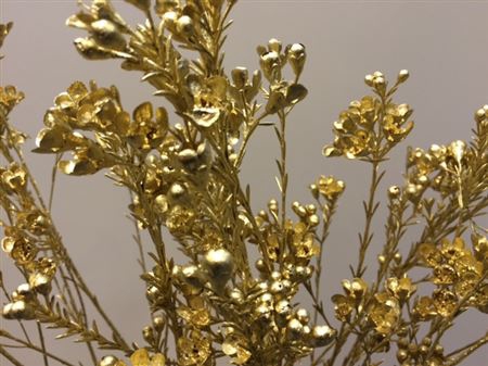 <h4>Waxflower Gold</h4>