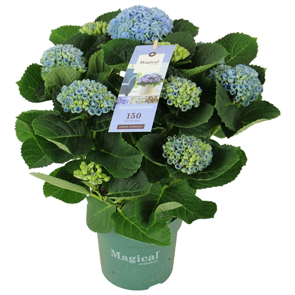 <h4>Hydrangea Magical Revolution ® blue 7/8 flowers</h4>