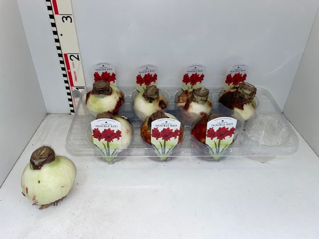 <h4>BLOEMBOL HIPPEASTRUM</h4>