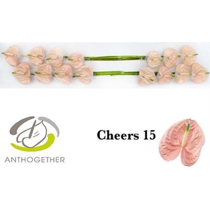 Anth A Cheers 15