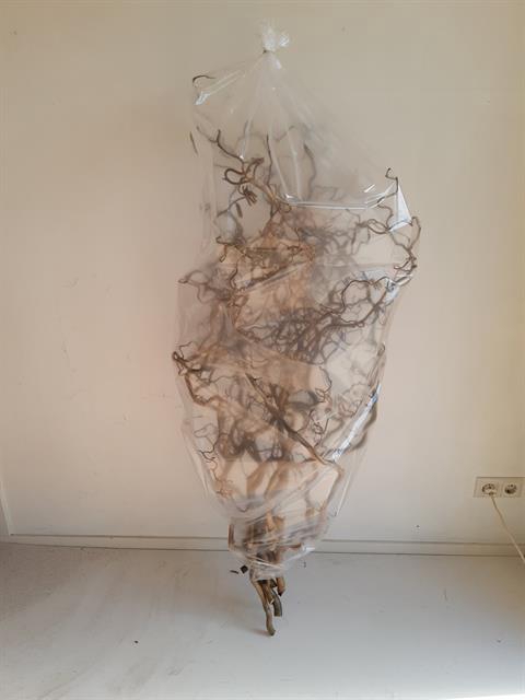 <h4>Corylus contorta</h4>