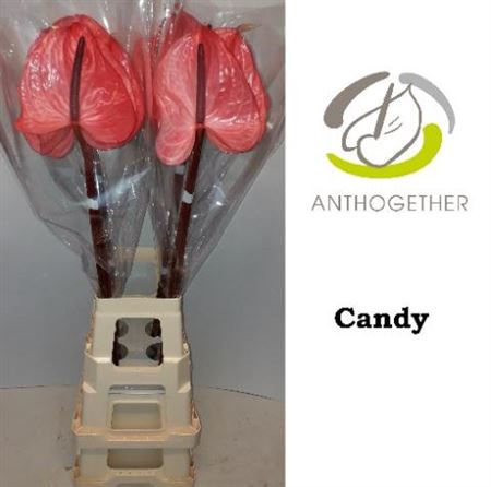 <h4>Anth A Candy</h4>