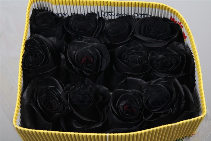 <h4>R Gr Black Ec</h4>
