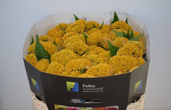 <h4>Celosia reprise gold</h4>