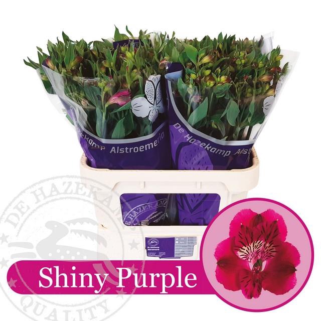 <h4>ALSTR SHINY PURPLE</h4>