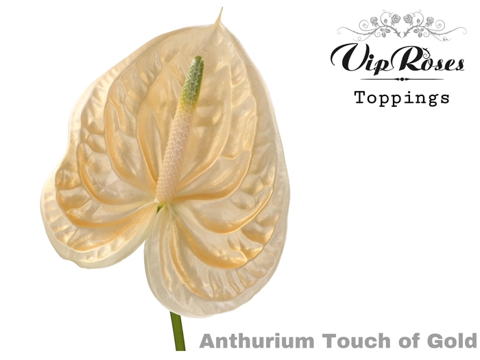 <h4>Anthurium paint touch of gold</h4>