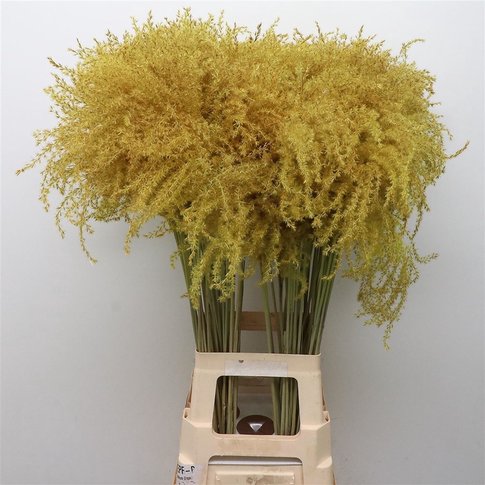 <h4>Dried Stipa Feather Yellow</h4>