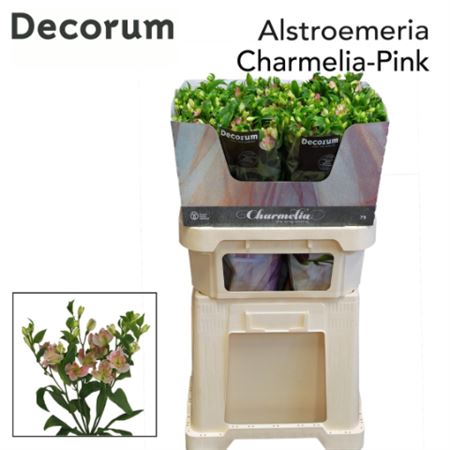 <h4>Alst Fl Charmelia Rose Xxl</h4>