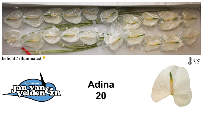 <h4>Adina 20</h4>