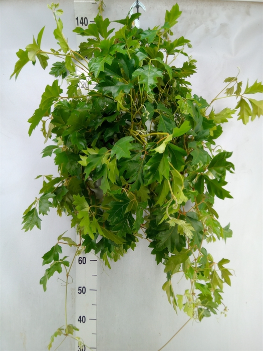 <h4>Cissus Rhombifolia 'ellen Danica'</h4>