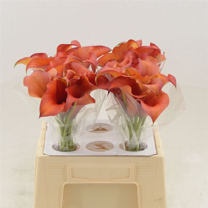 <h4>Calla Odeon</h4>
