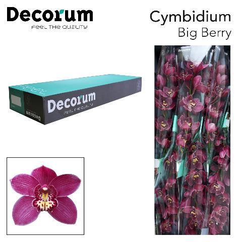 <h4>Cymbidium pink big berry</h4>