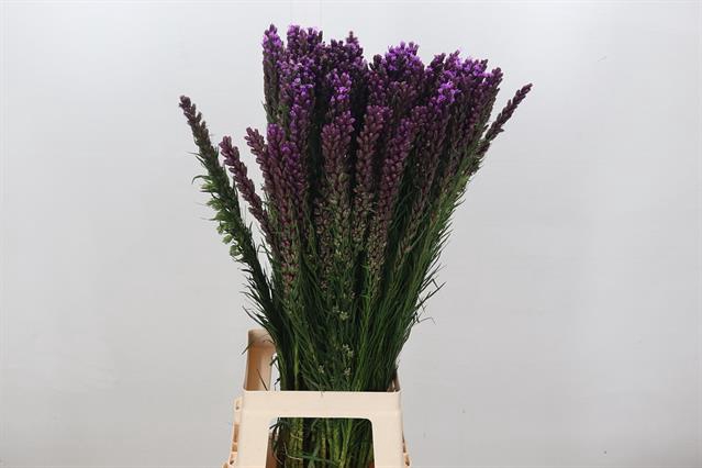 <h4>Liatris callilepis</h4>