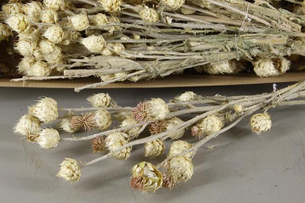 <h4>Df Cynara Vertakt Bleached</h4>