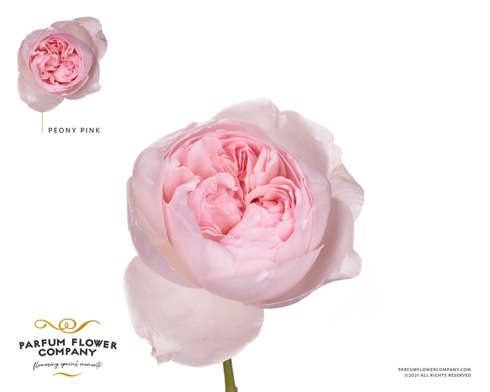 <h4>Rosa Parfum Peony Pink</h4>