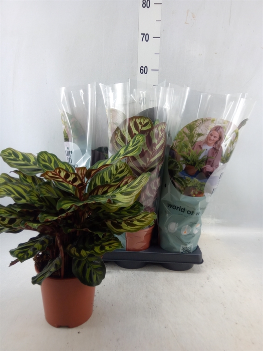 <h4>Calathea ...mix</h4>