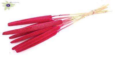 <h4>Babala on natural stem hot cerise</h4>