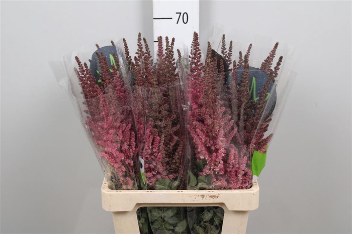 <h4>Astil C Vision Pink</h4>