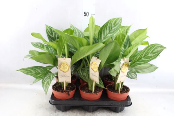 <h4>Aglaonema  'Stripes'</h4>