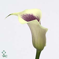 <h4>Zantedeschia picasso</h4>