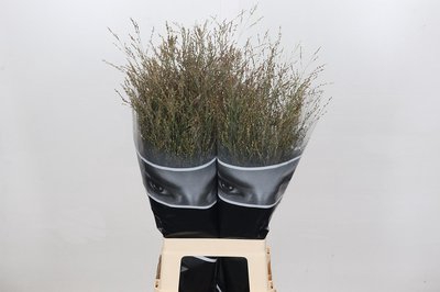 <h4>Panicum heavy metal</h4>