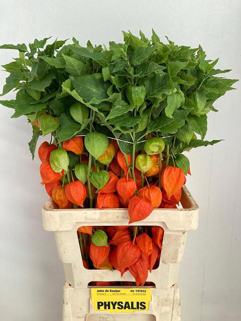 <h4>Physalis lampion per stem</h4>