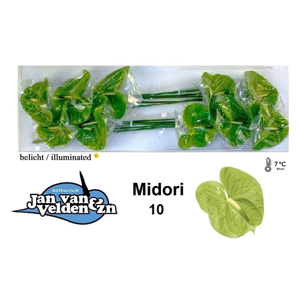 <h4>Midori 10</h4>