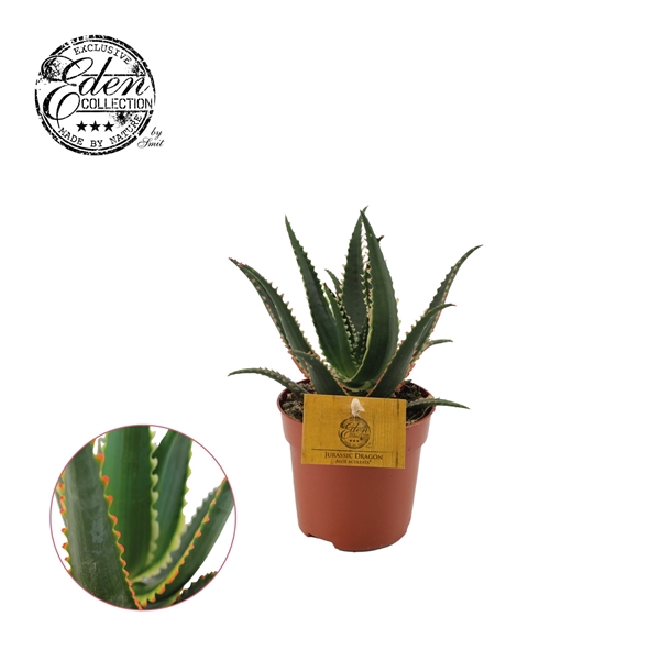 <h4>Aloe Aculeata 10,5cm</h4>