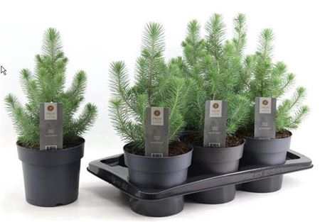 <h4>Pinus Silver Crest</h4>