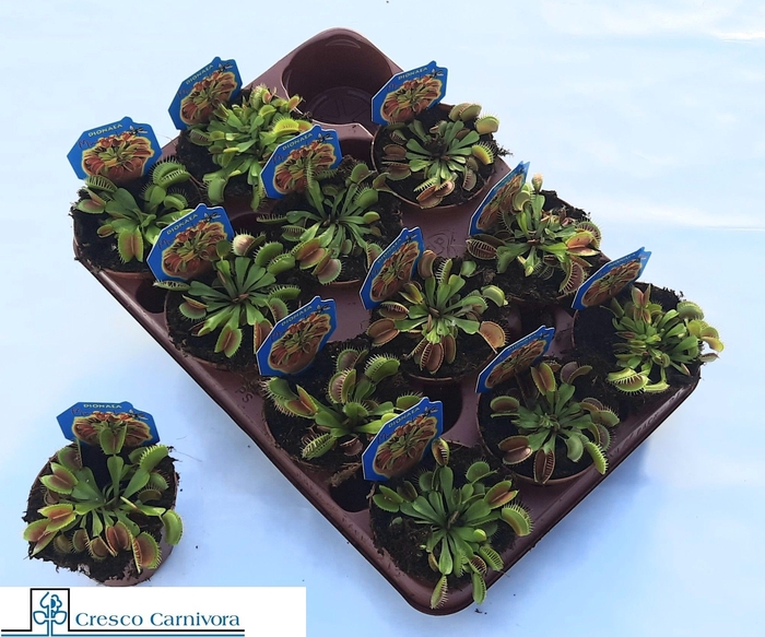 <h4>DIONAEA MUSCIPULA</h4>