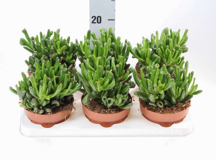 <h4>Crassula ovata 'Hobbit'</h4>
