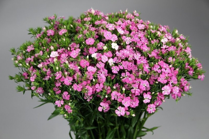 <h4>Dianthus br amazone pink magic</h4>