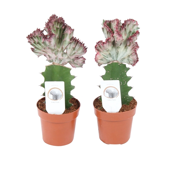 <h4>Cactus Euphorbia lactea Mix ø8,5cm Carbon Free pot</h4>