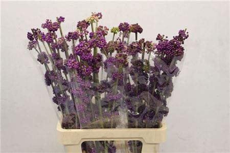 <h4>Callicarpa Giraldii</h4>